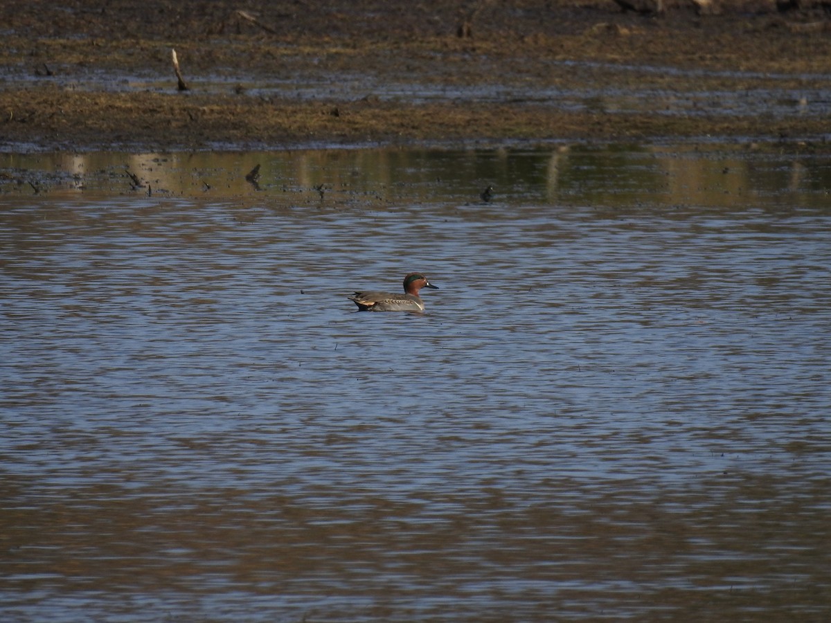 Green-winged Teal - ML73857951