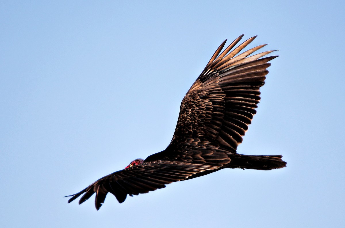 Turkey Vulture - Elizabeth Winter