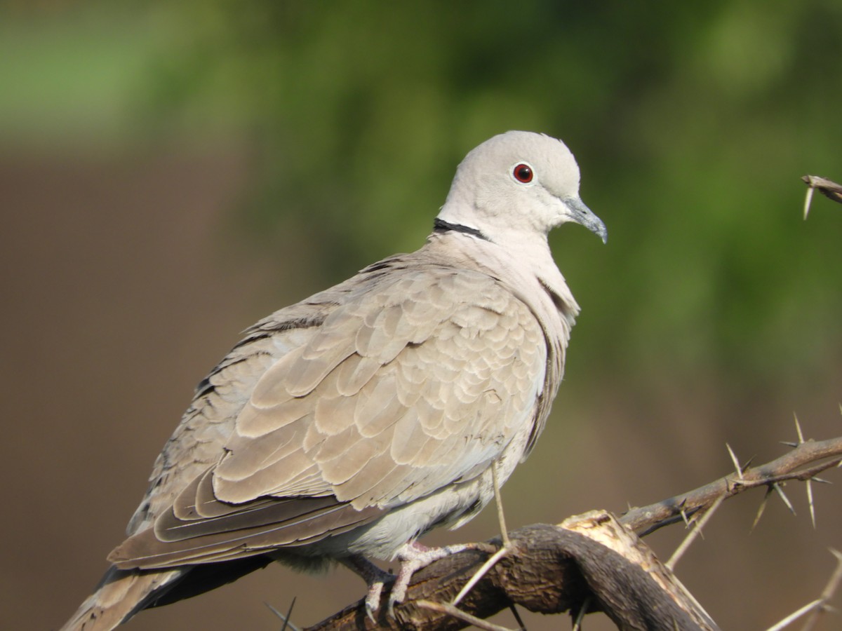 Eurasian Collared-Dove - ML73868041