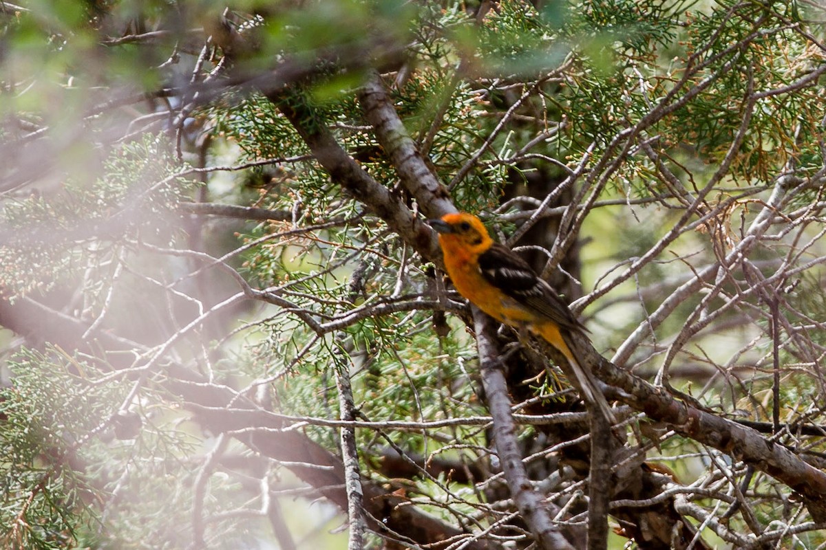 Flame-colored Tanager - ML73869091