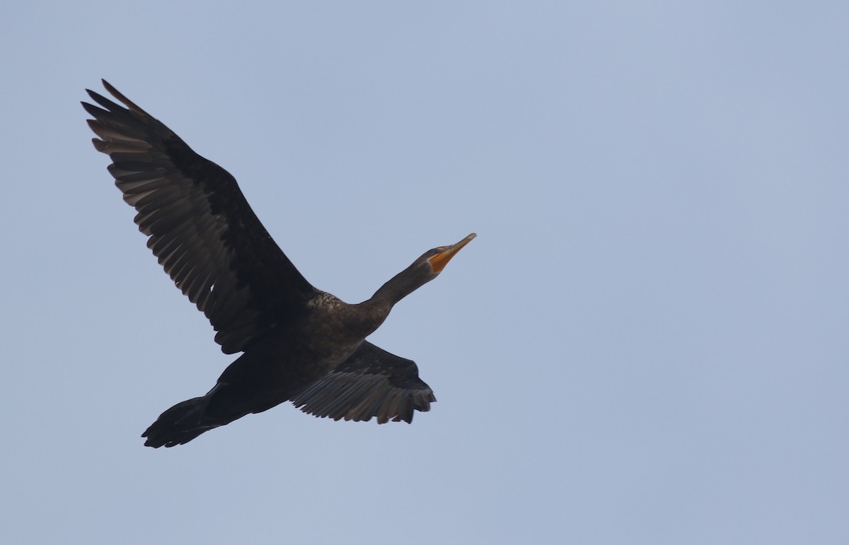 Double-crested Cormorant - Andrew Dreelin