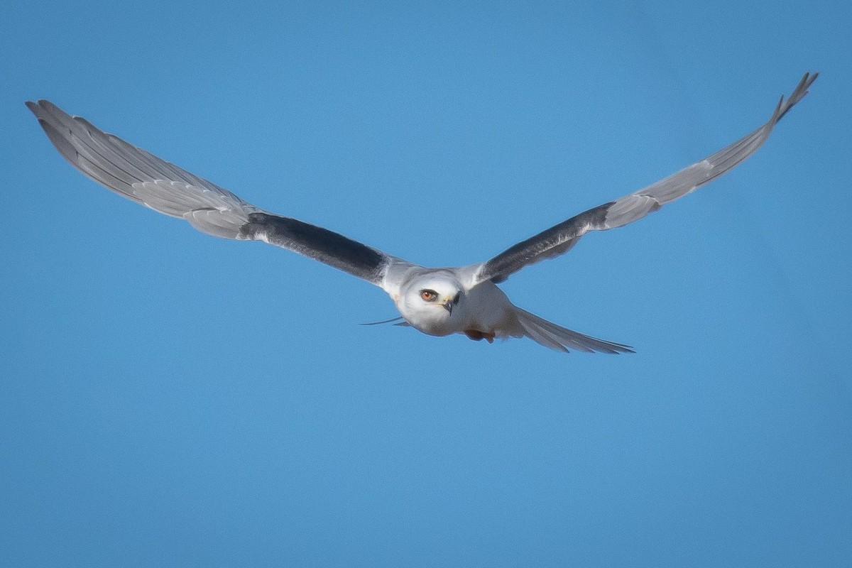 White-tailed Kite - Jeff Roisman