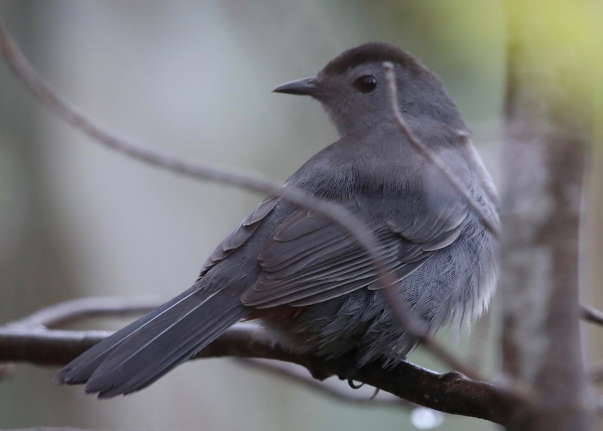 Gray Catbird - Sparrow Claw