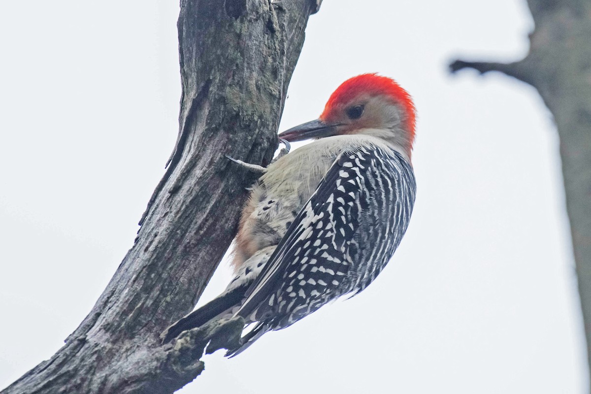 Red-bellied Woodpecker - William Batsford
