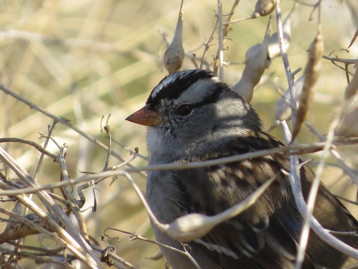 White-crowned Sparrow (Gambel's) - Rick Saxton