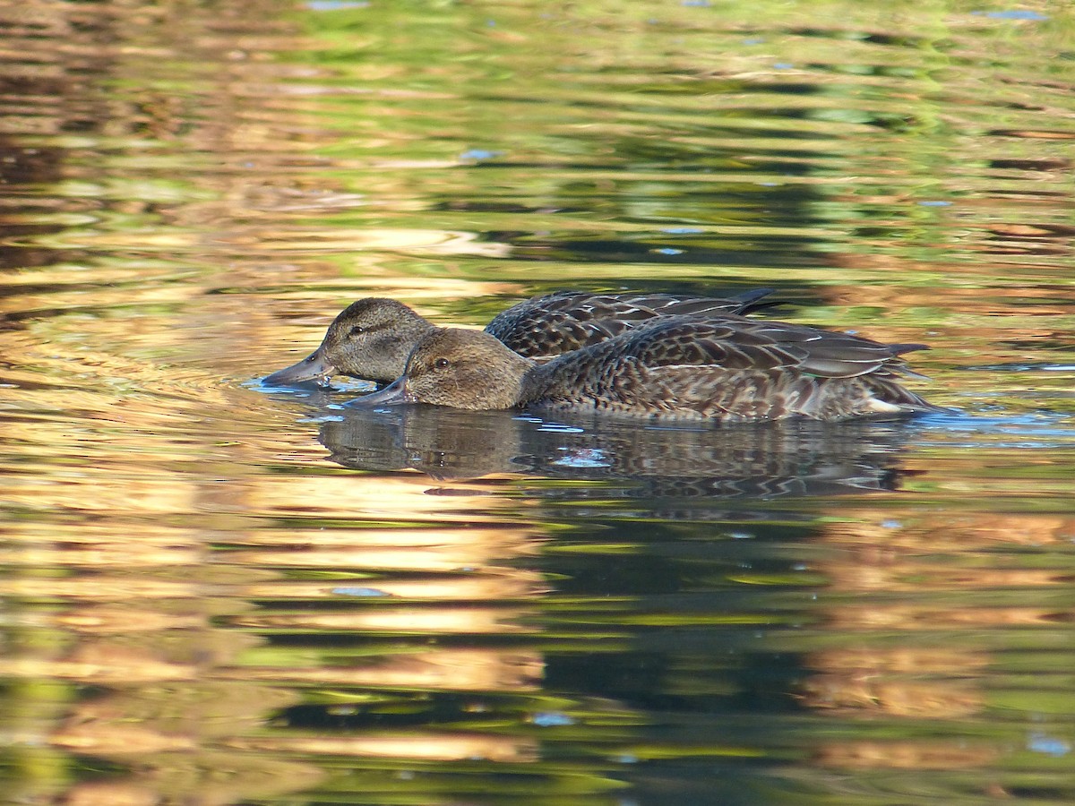 Green-winged Teal - ML73871391