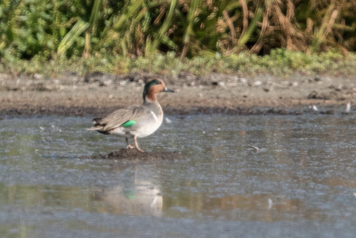 Green-winged Teal - ML73871781