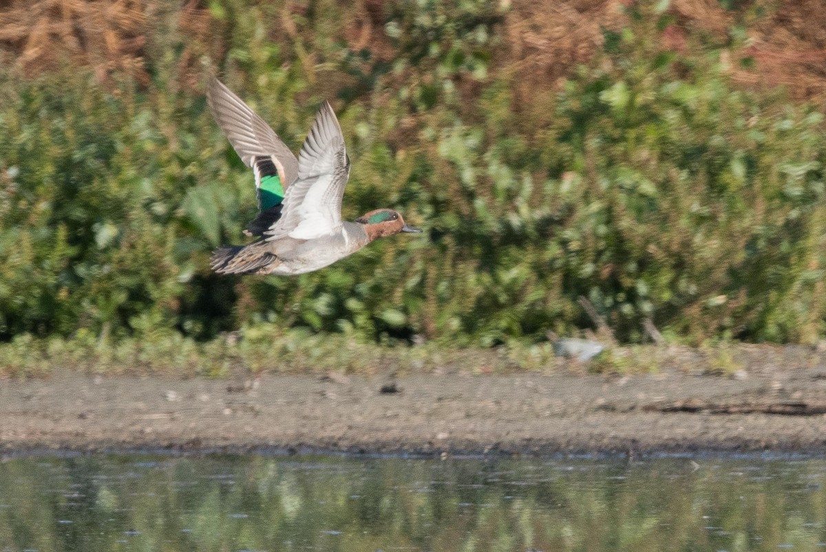 Green-winged Teal - ML73871801