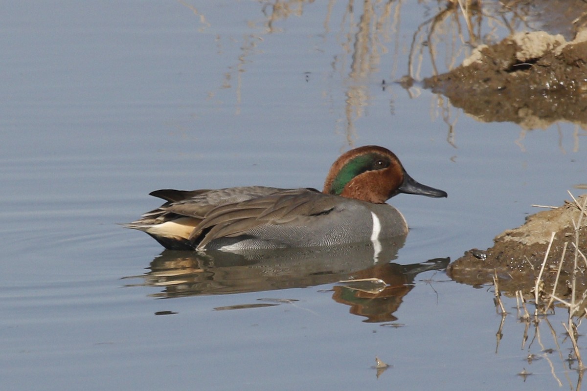 Green-winged Teal - ML73872931