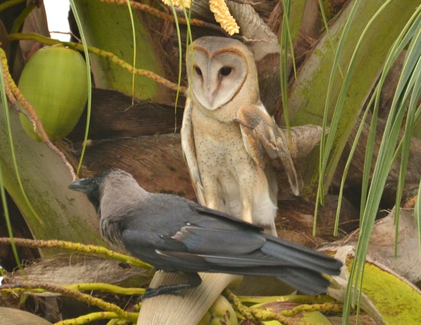 Barn Owl - Cheran Jagadeesan