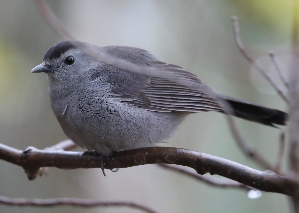 Gray Catbird - Sparrow Claw