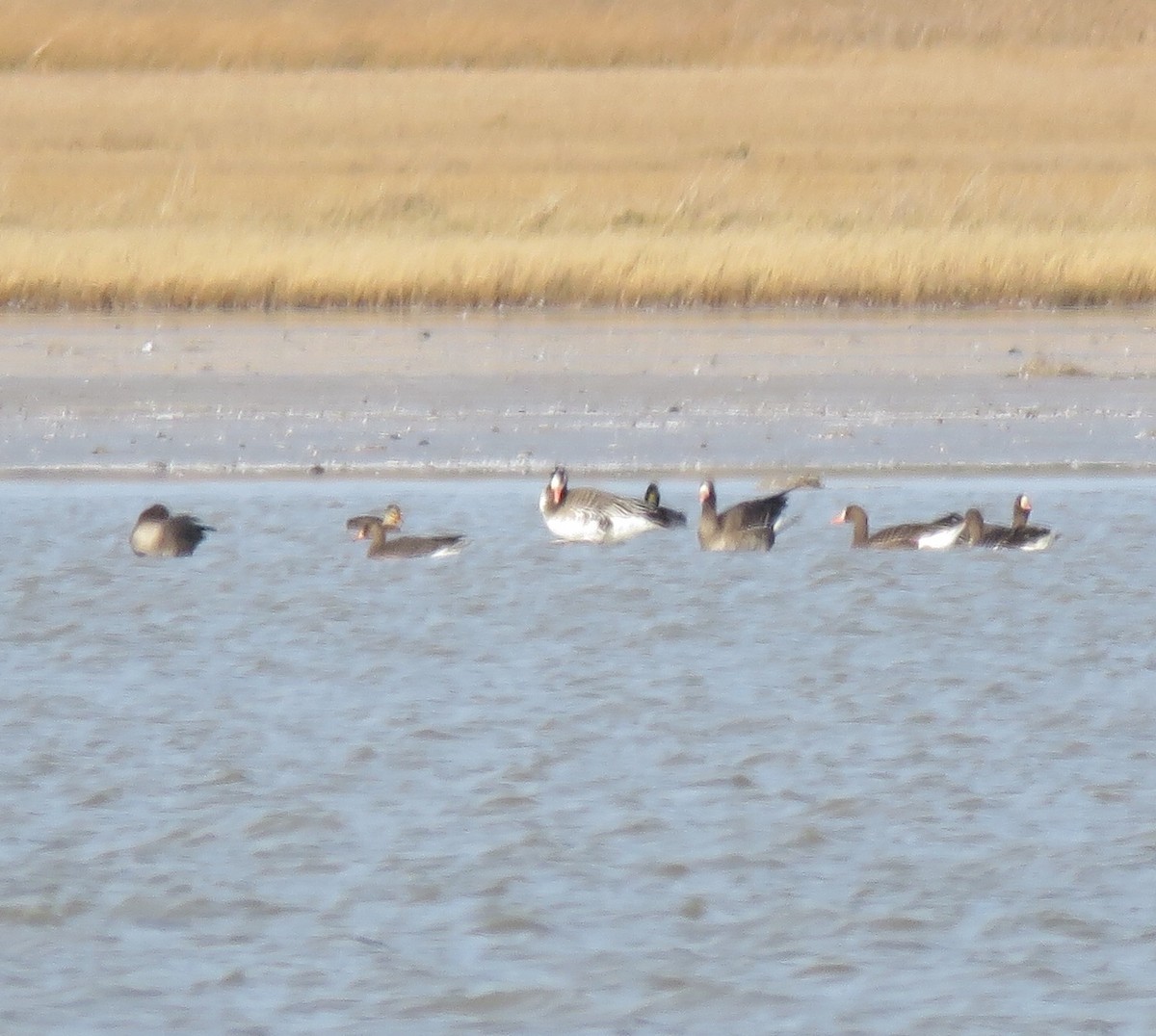 Snow x Greater White-fronted Goose (hybrid) - Kathy Carroll