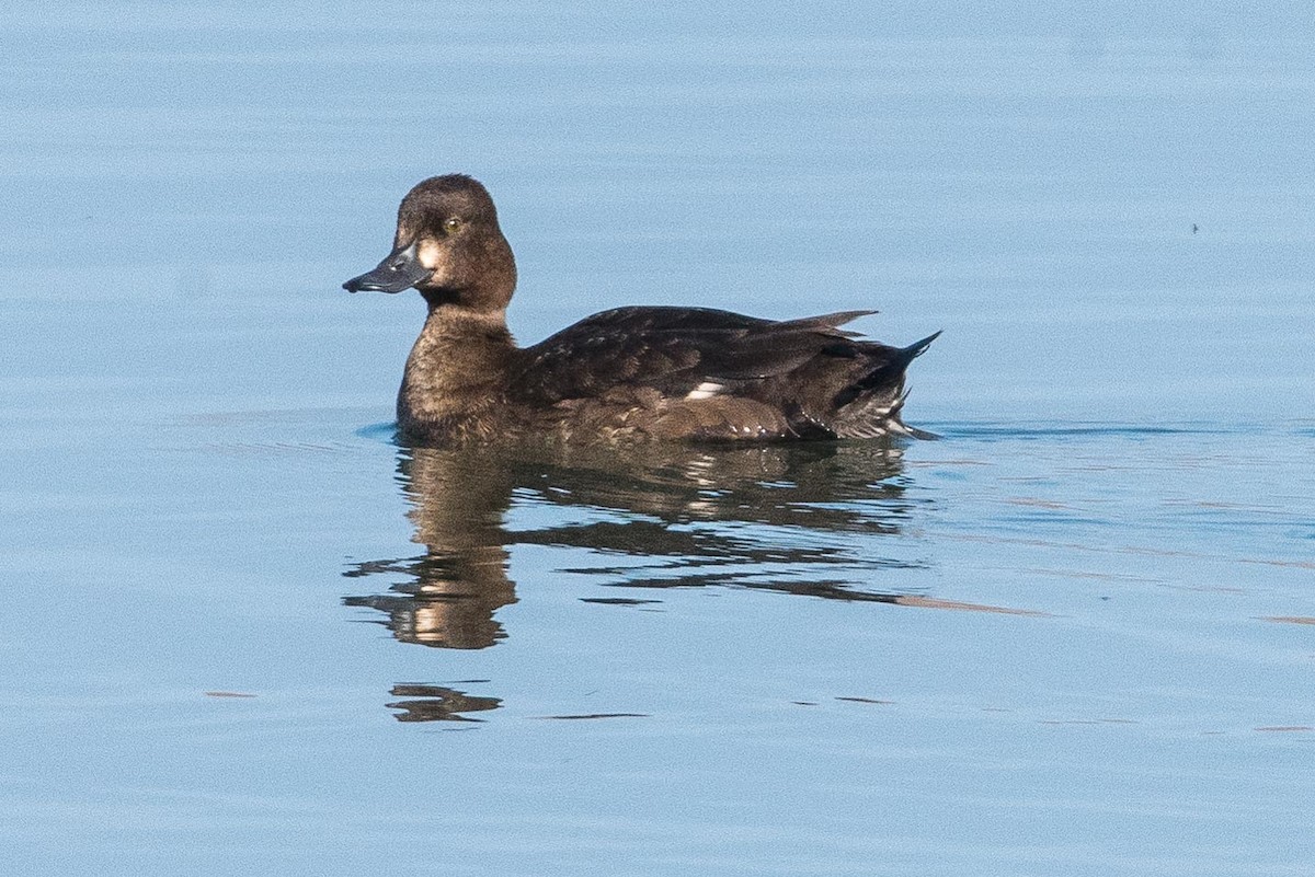 Greater Scaup - ML73875831