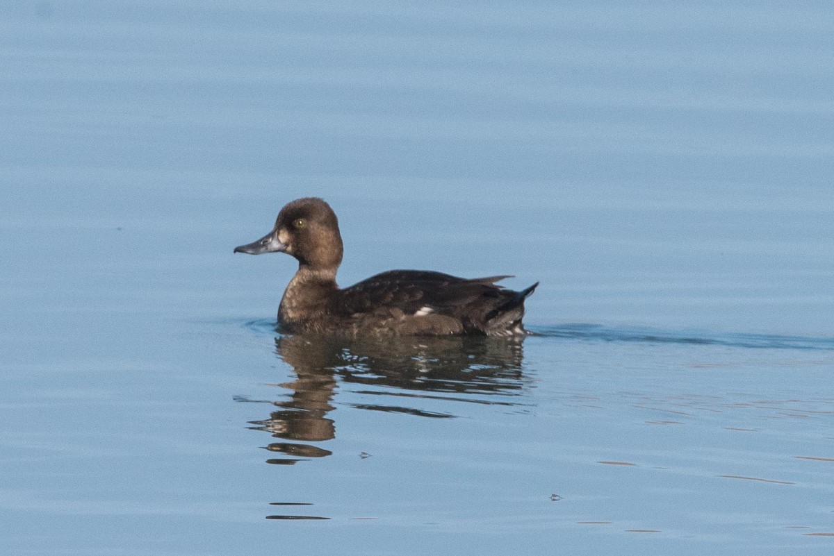 Greater Scaup - ML73875841