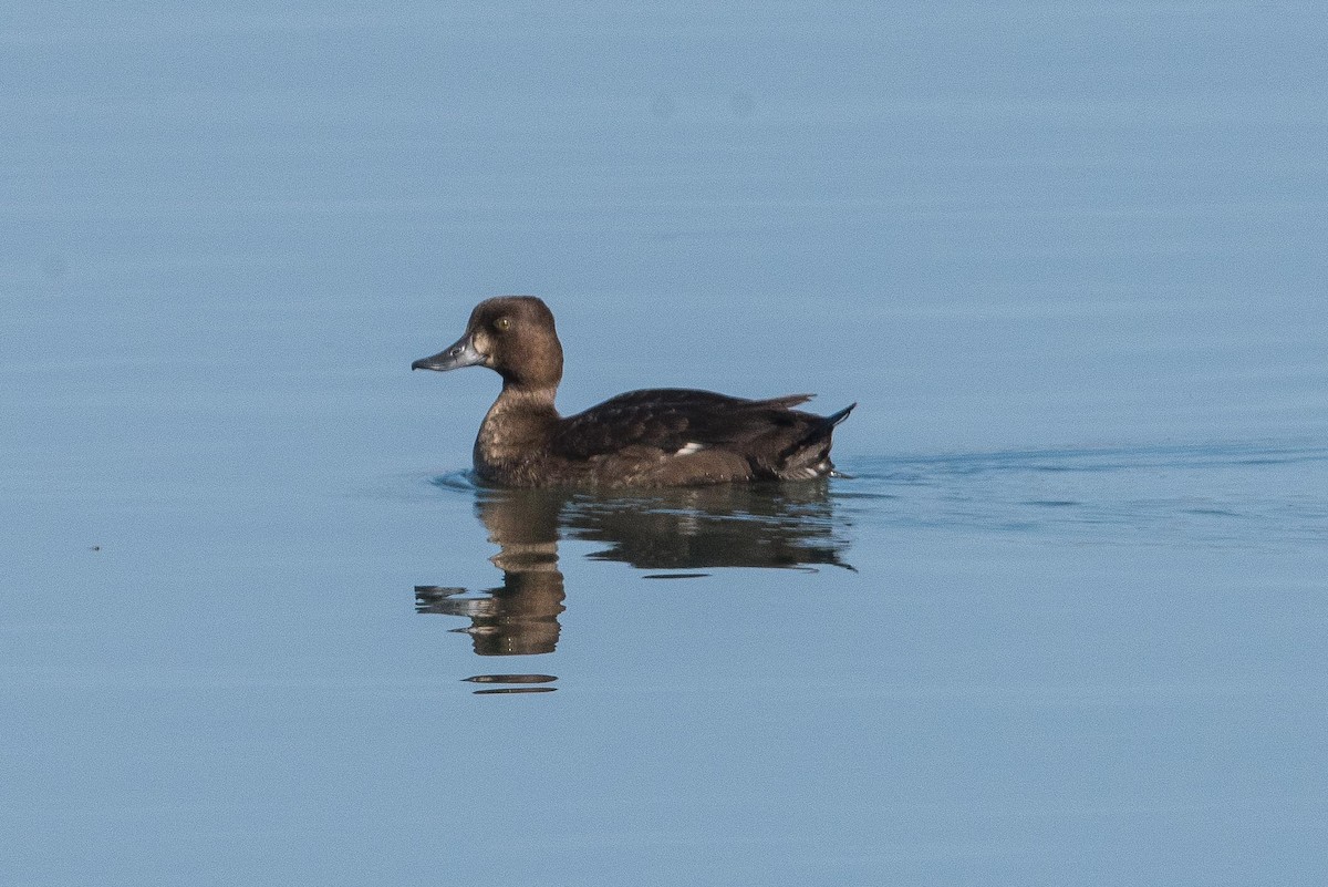 Greater Scaup - ML73875871