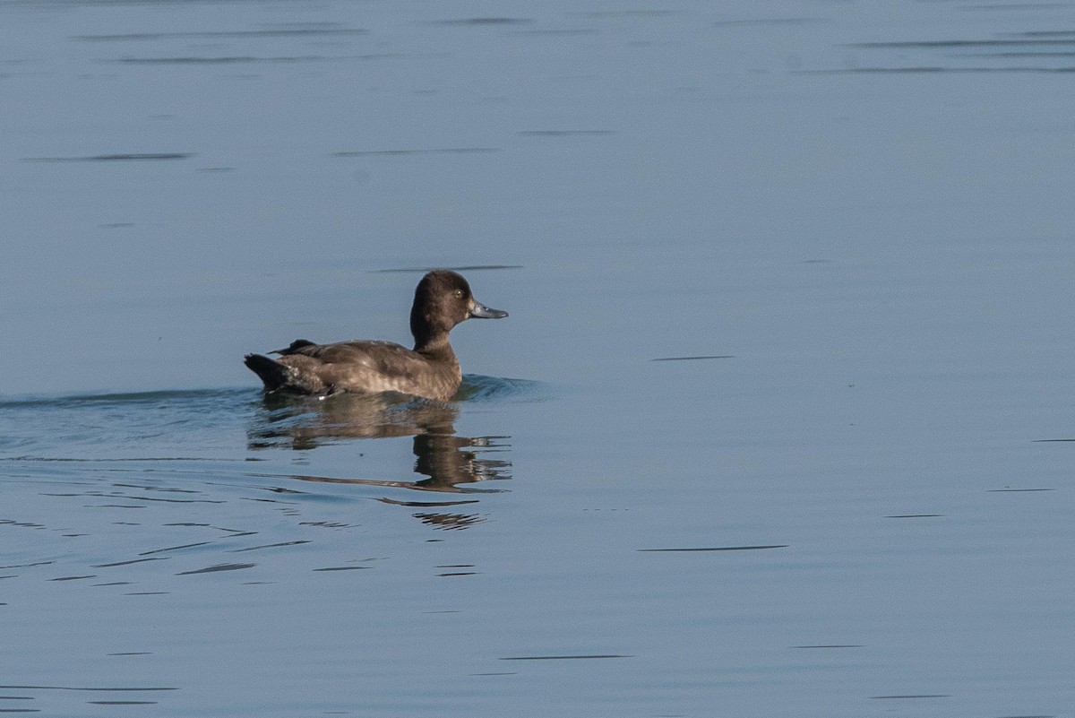 Greater Scaup - ML73875881