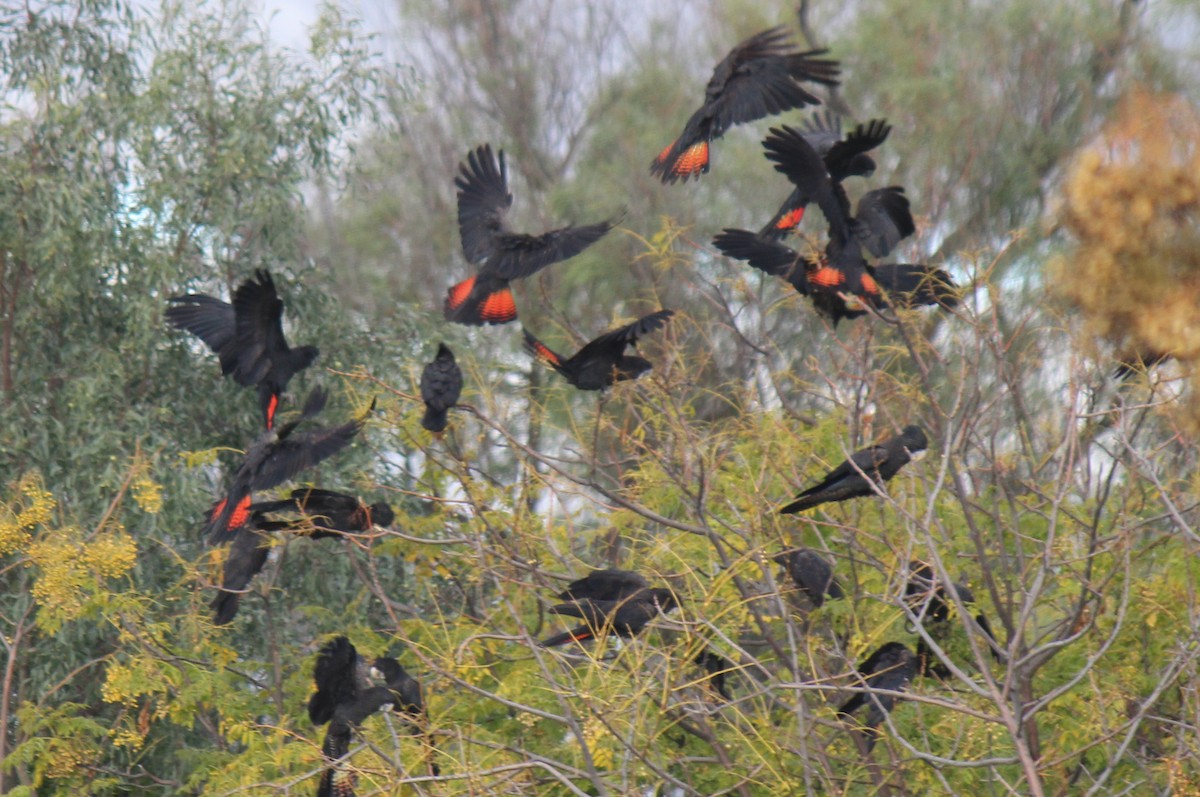 Red-tailed Black-Cockatoo - Curtis Hayne
