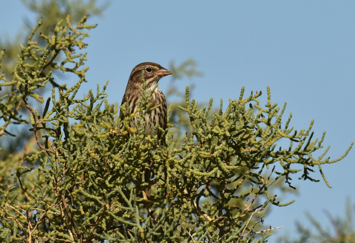 Savannah Sparrow (Large-billed) - ML73878231