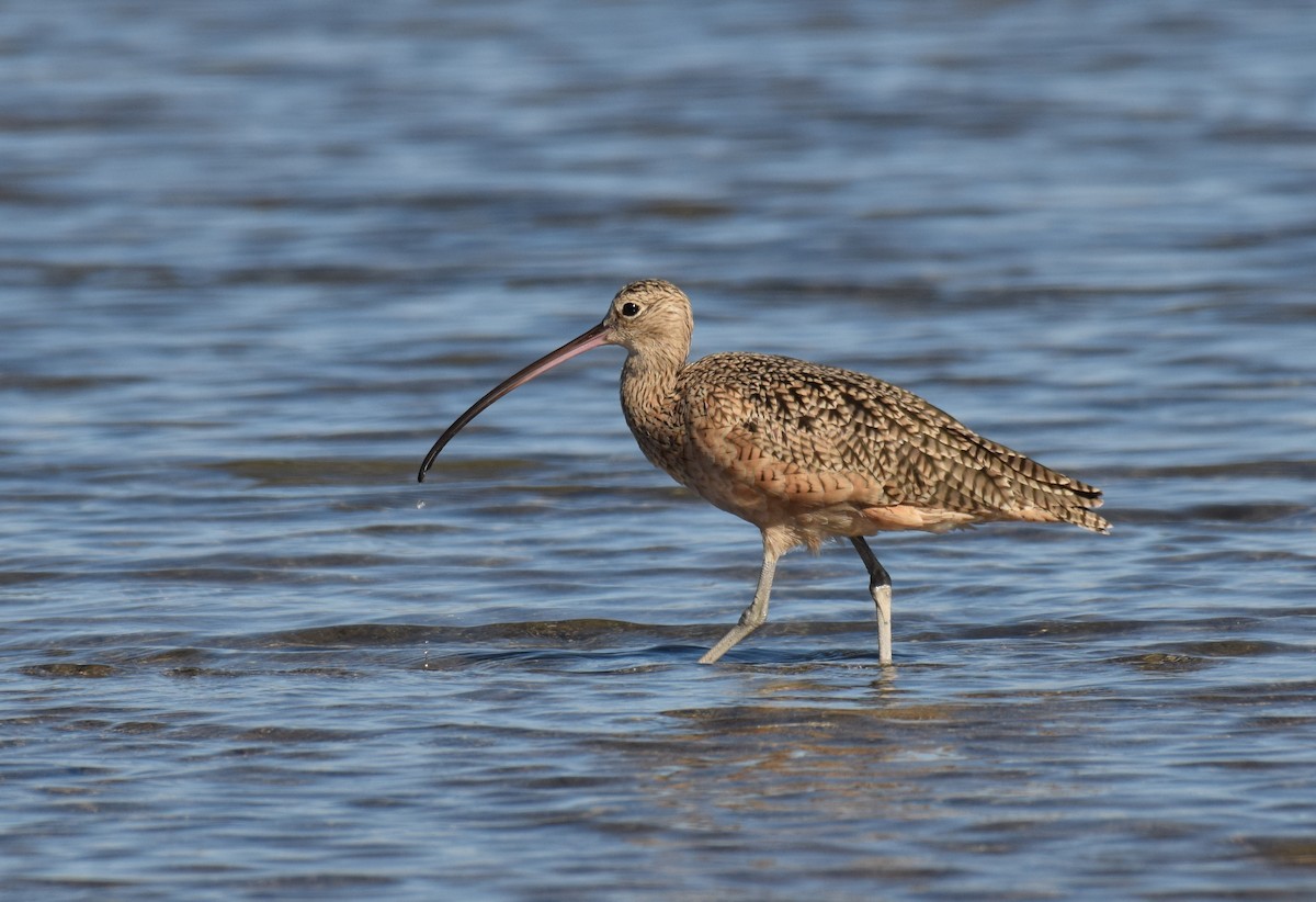 Long-billed Curlew - Ryan O'Donnell