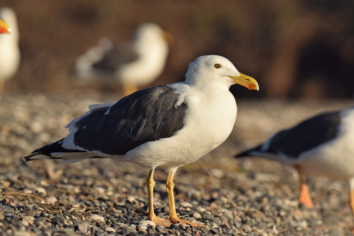 Yellow-footed Gull - ML73878821