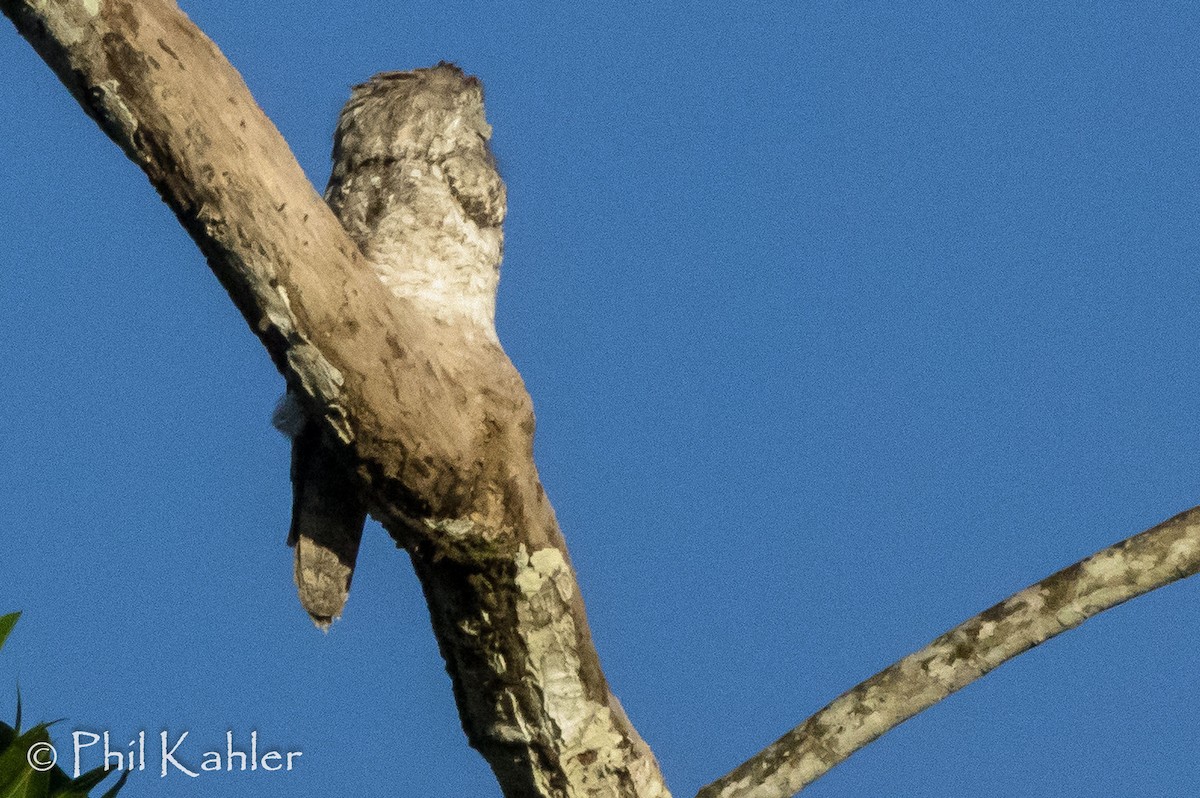 Great Potoo - Phil Kahler