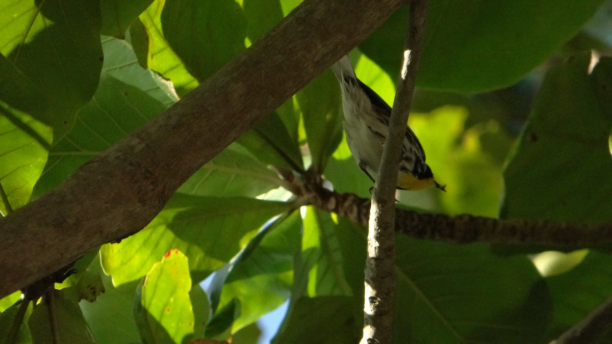 Yellow-throated Warbler - Sushmita Rodríguez