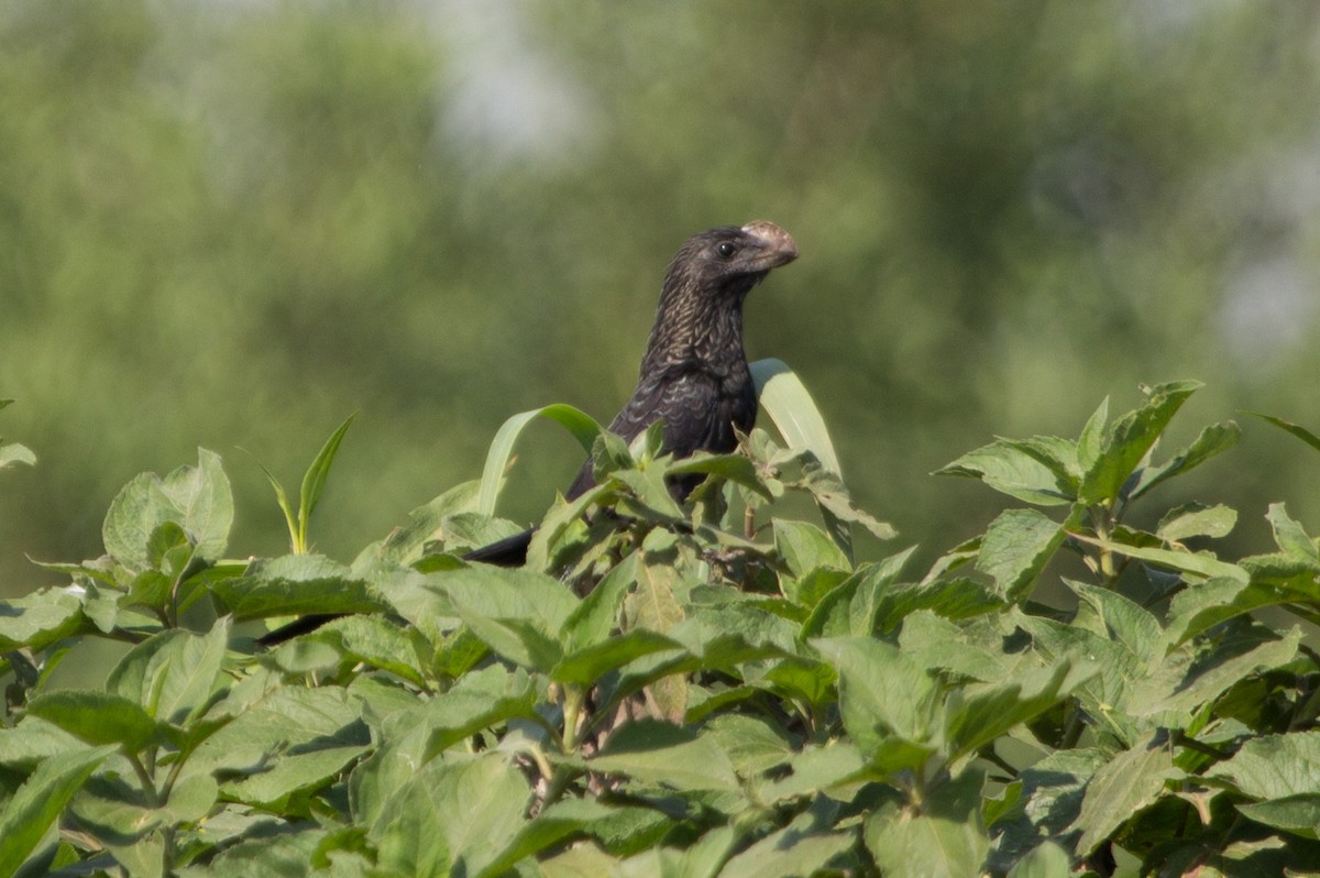 Smooth-billed Ani - Lindy Fung