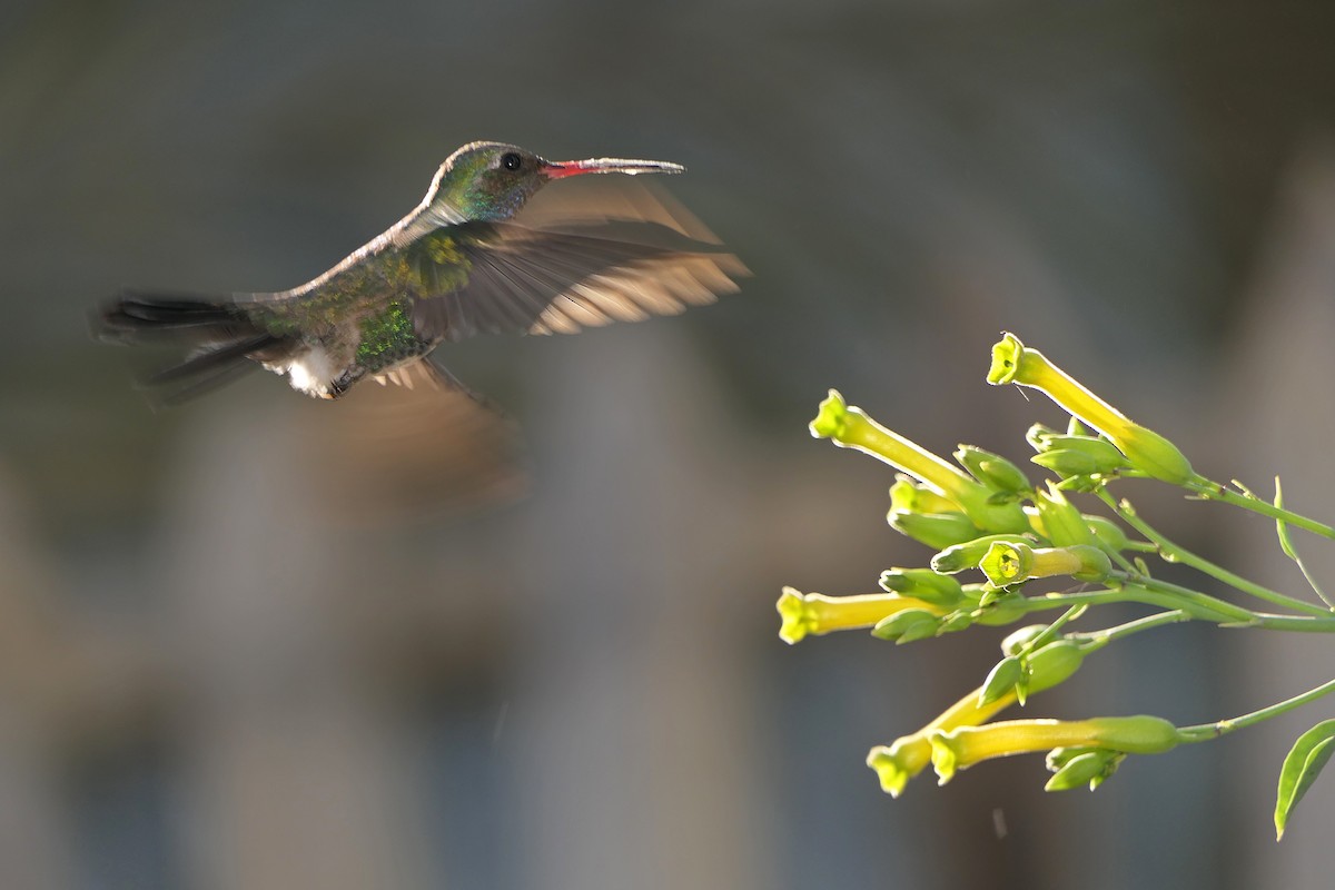 Broad-billed Hummingbird - Robert Hamilton