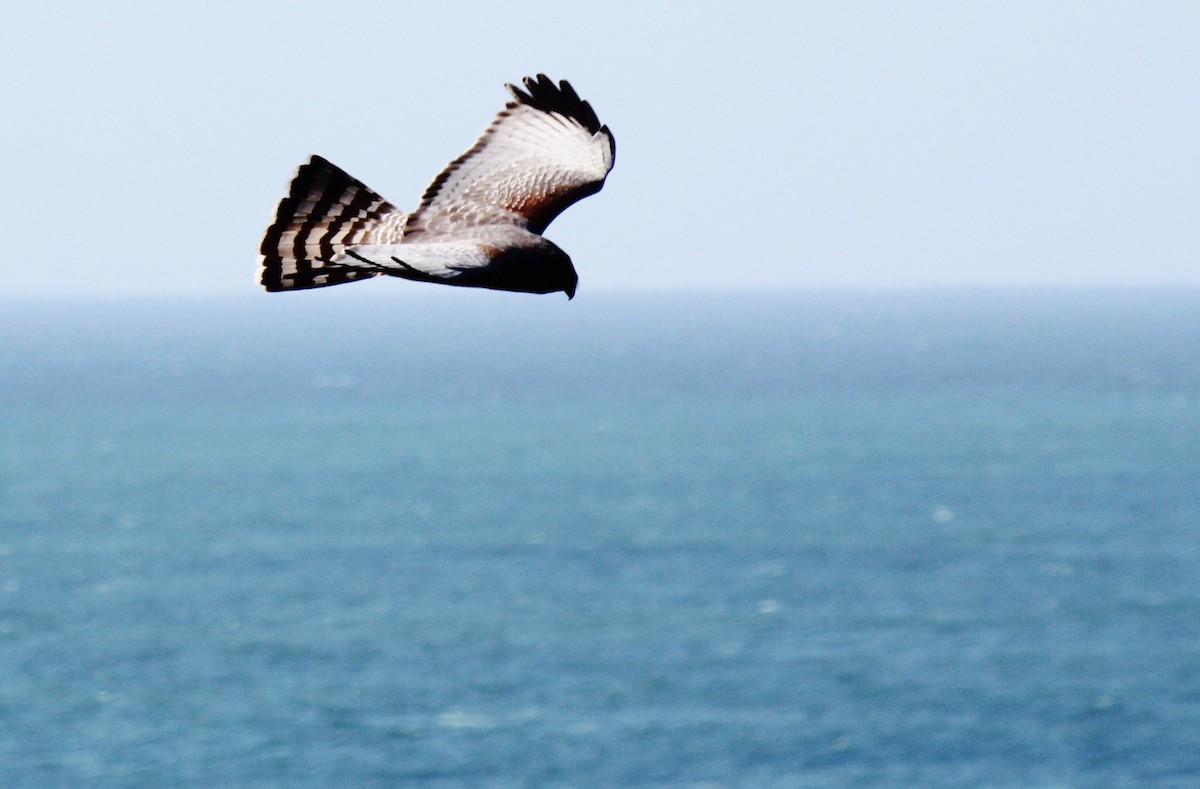 Spotted Harrier - ML73882341