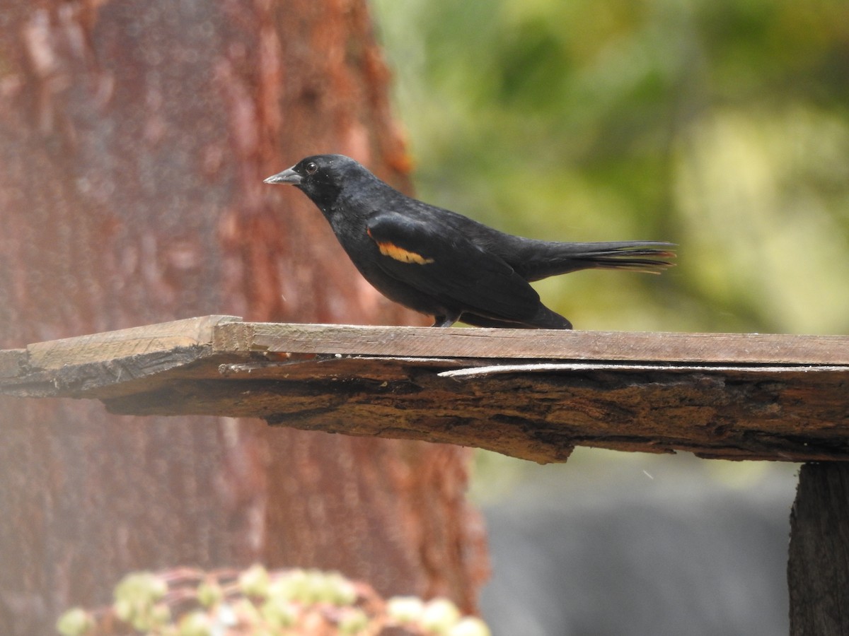 Tawny-shouldered Blackbird - Judy Matsuoka