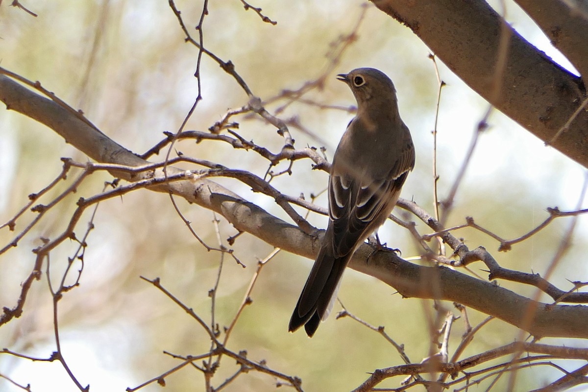 Townsend's Solitaire - ML73883441