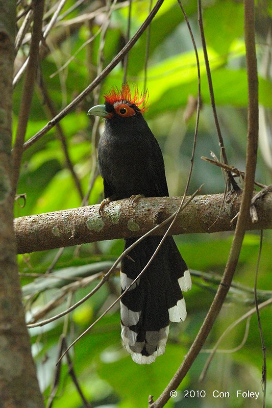 Red-crested Malkoha - ML73884131