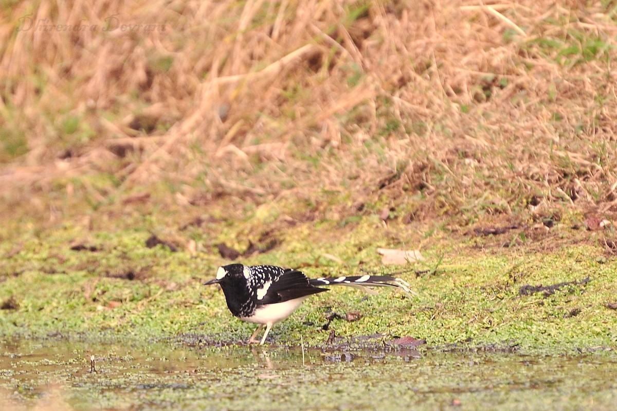 Spotted Forktail - ML73884361
