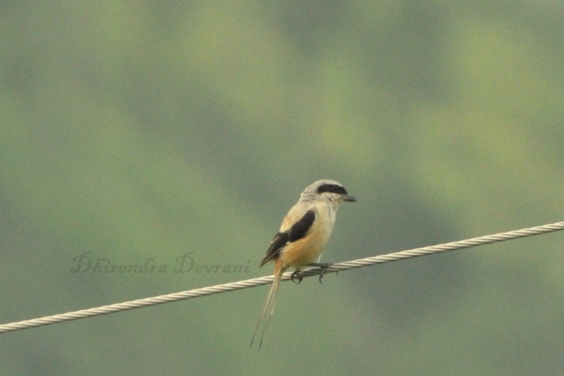 Long-tailed Shrike - Dhirendra Devrani