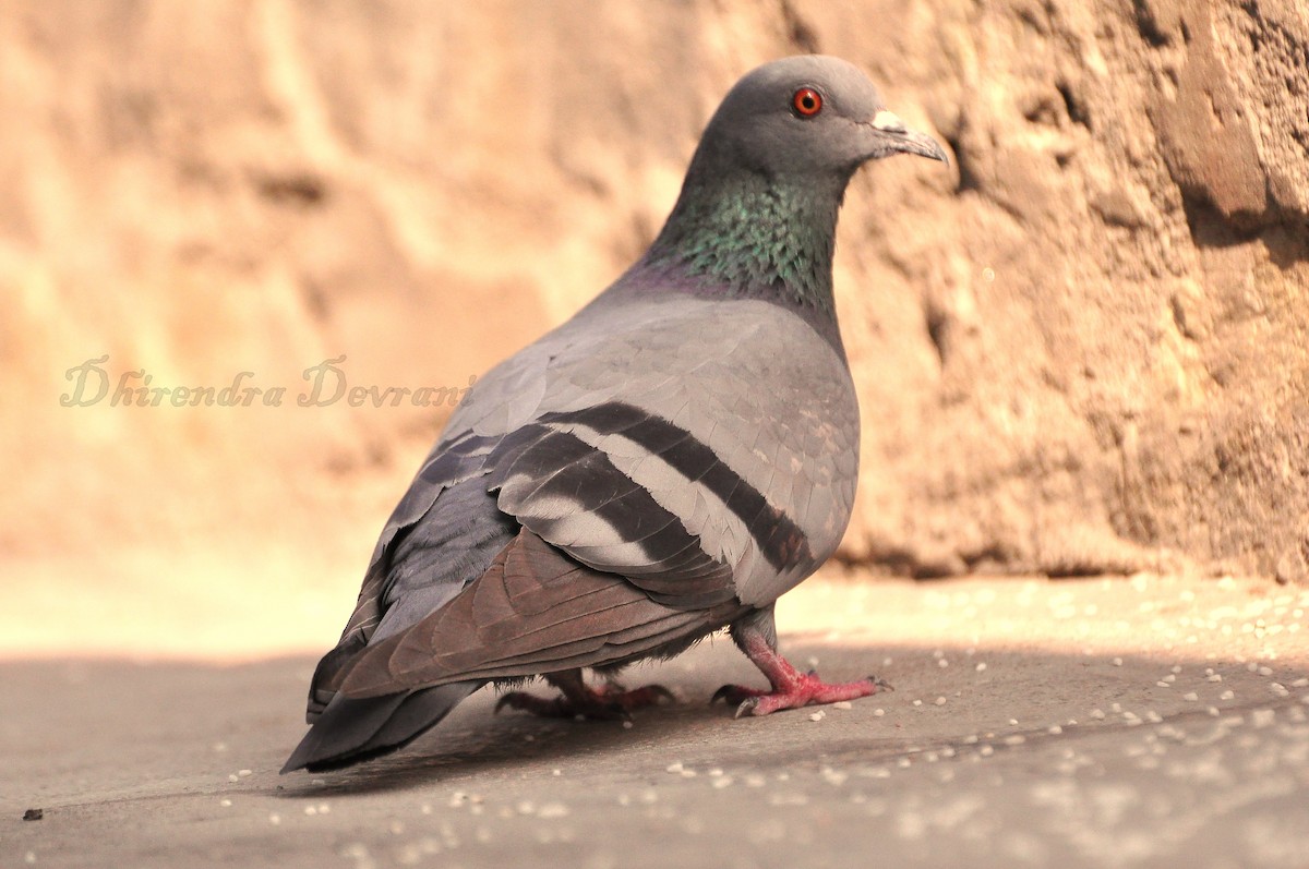 Rock Pigeon - ML73884691