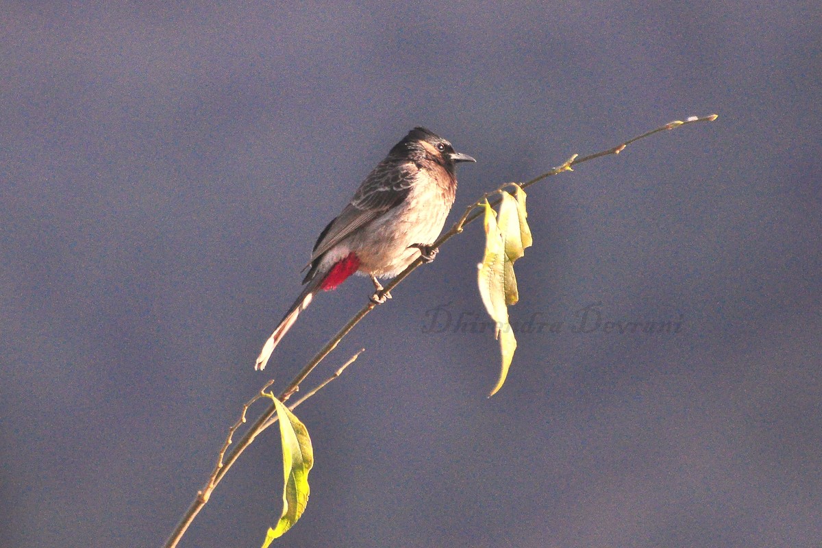 Red-vented Bulbul - ML73884701