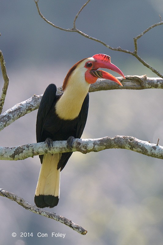 Writhed Hornbill - Con Foley