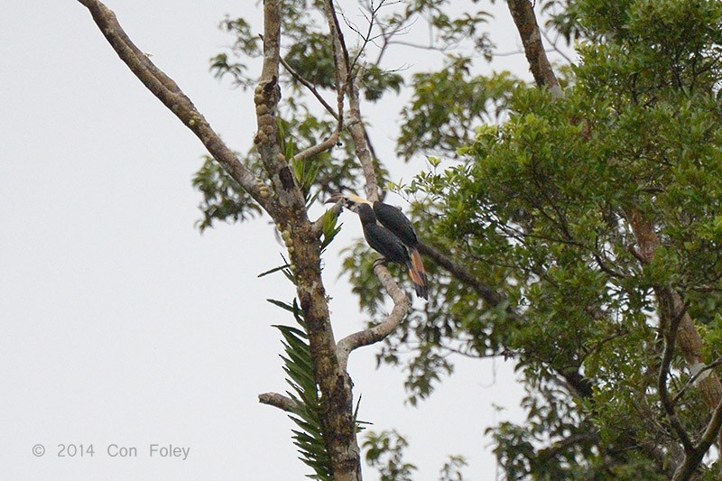 Mindanao Hornbill - Con Foley