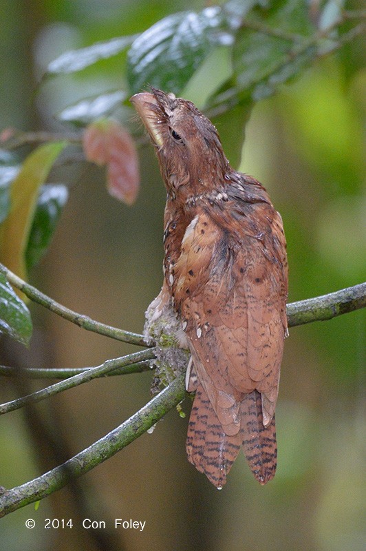 Philippine Frogmouth - ML73885131