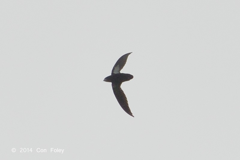 Philippine Spinetailed Swift - ML73885291