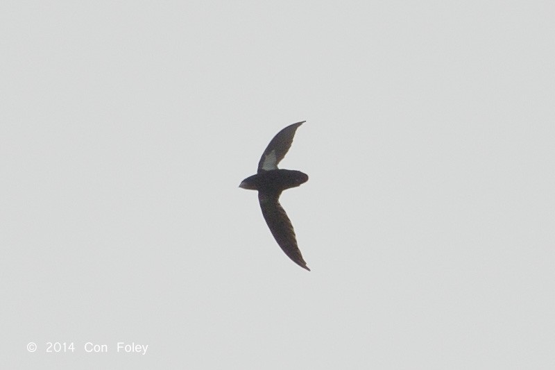 Philippine Spinetail - Con Foley