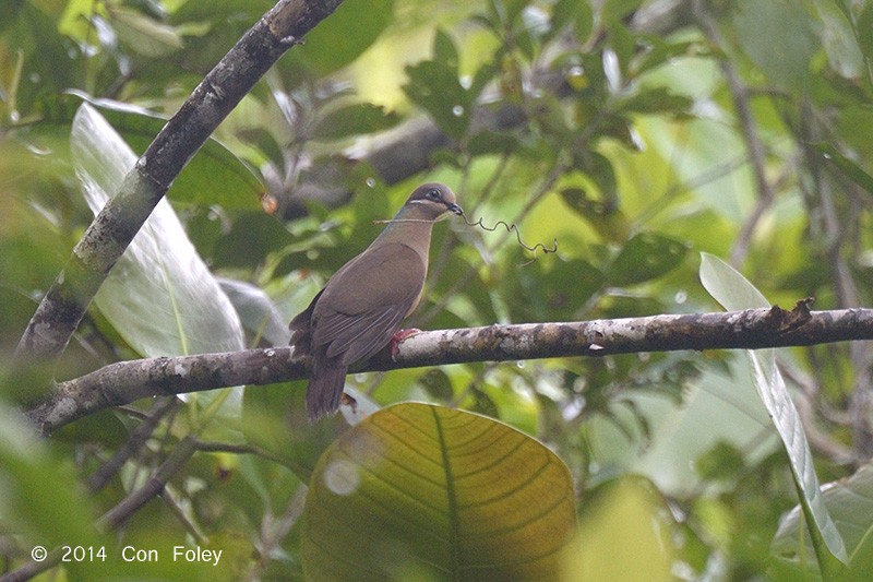 White-eared Brown-Dove - ML73885311