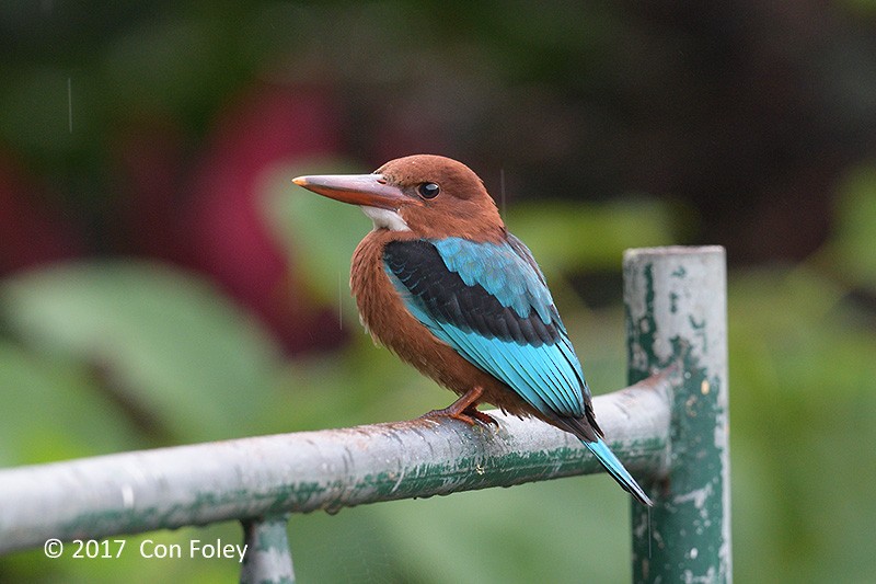 Brown-breasted Kingfisher - Con Foley
