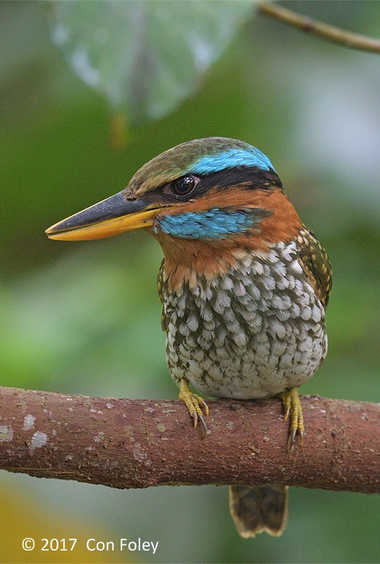 Spotted Kingfisher - ML73885781