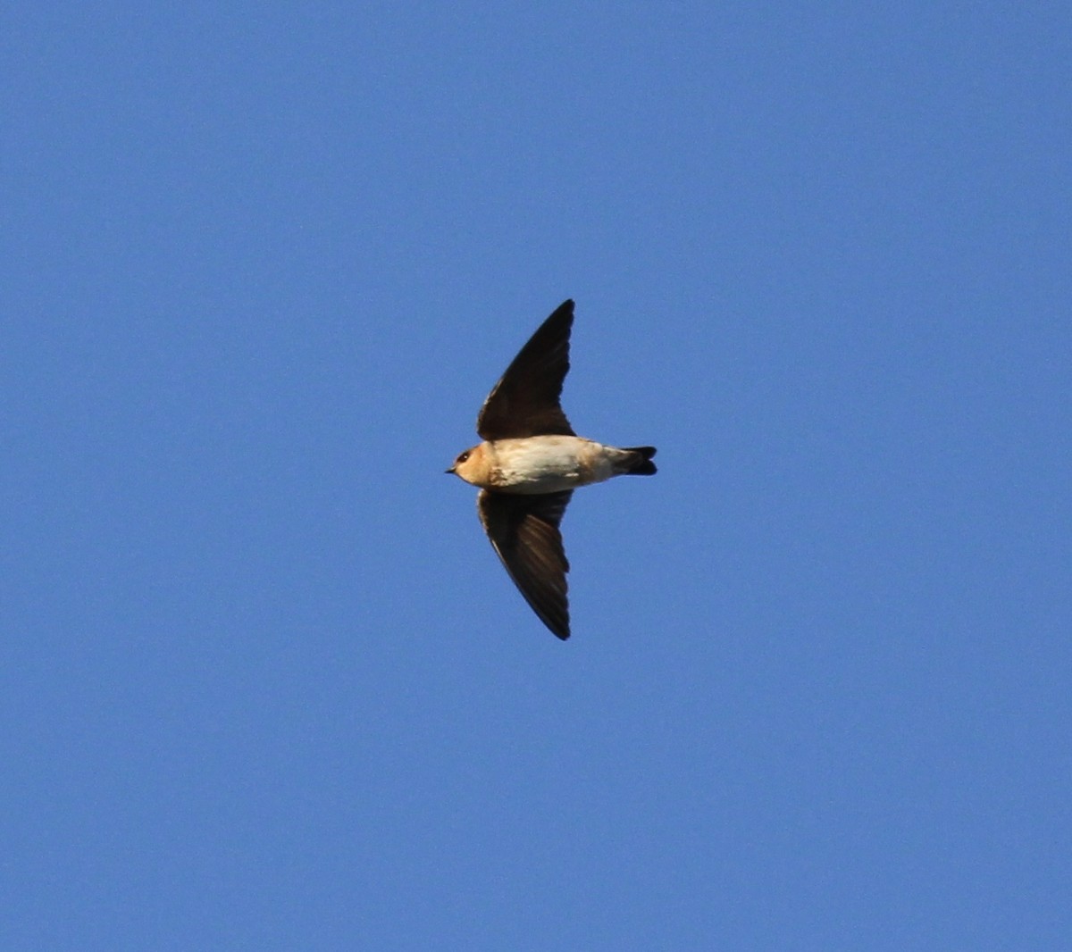 Cave Swallow - ML73887031