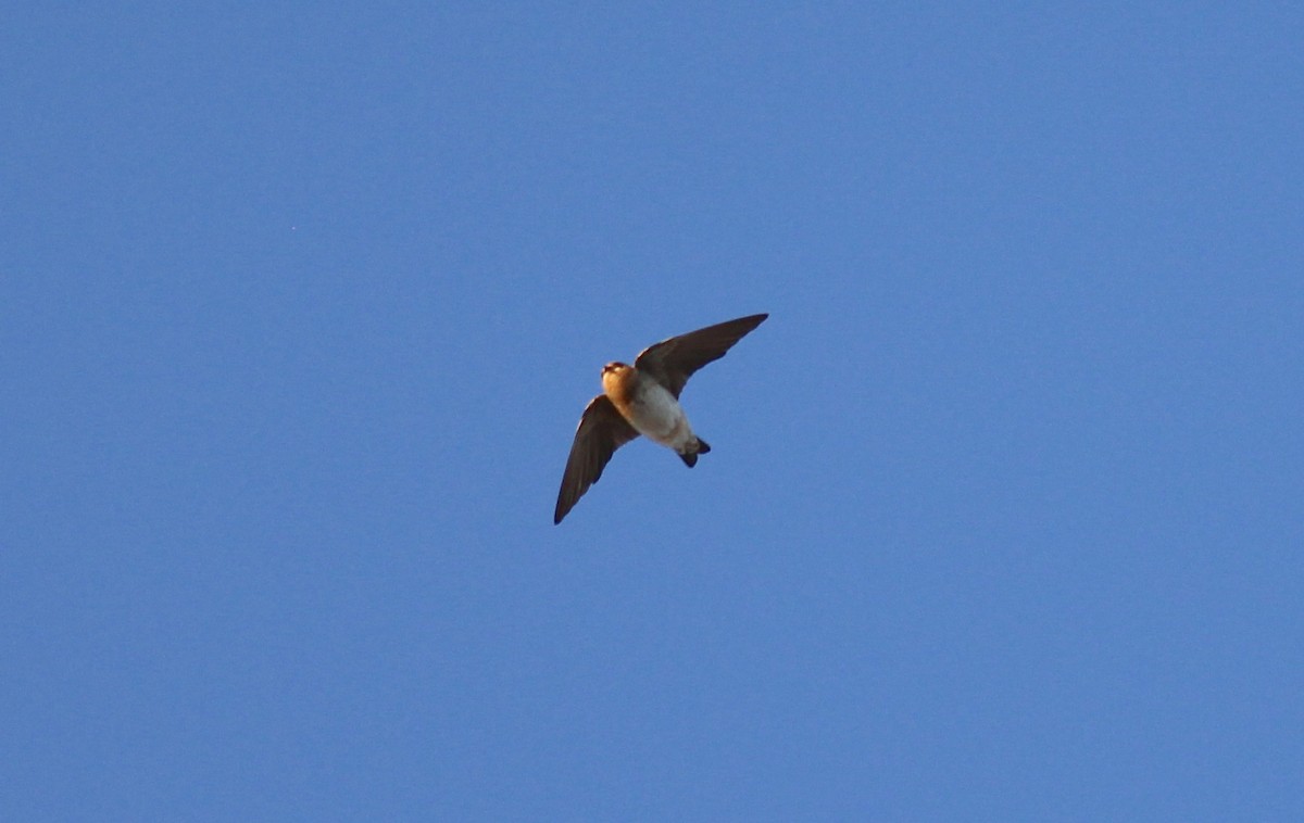 Cave Swallow - ML73887041