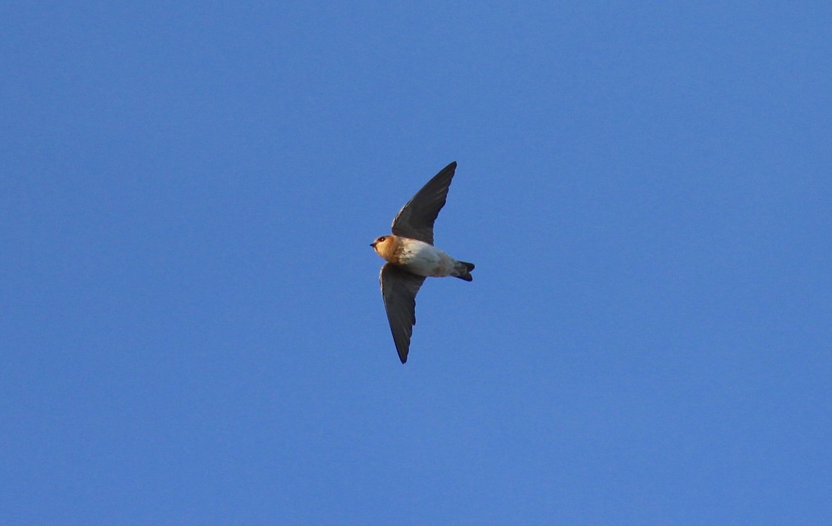 Cave Swallow - ML73887051