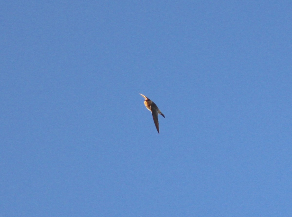 Cave Swallow - ML73887061