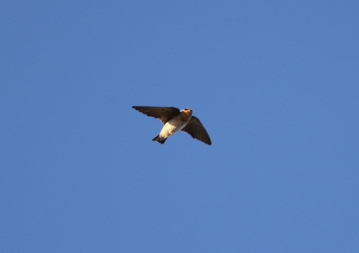 Cave Swallow - ML73887071