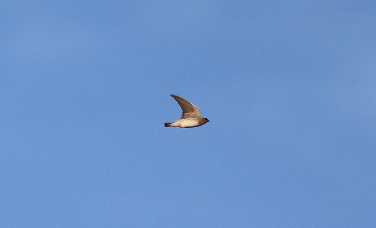 Cave Swallow - ML73887091